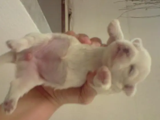 WEST TERRIER LINDOS FILHOTES