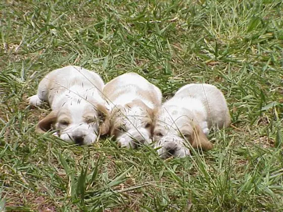 BASSET HOUND	LINDOS FILHOTES