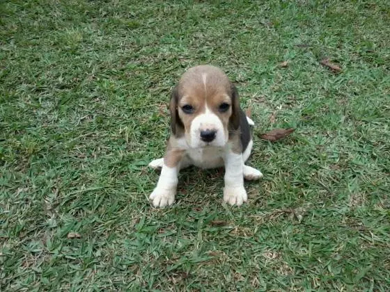 BASSET HOUNDLINDOS FILHOTES