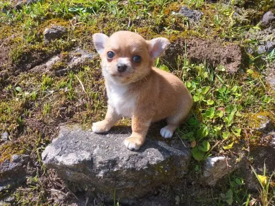 CHIHUAHUA LINDOS FILHOTES