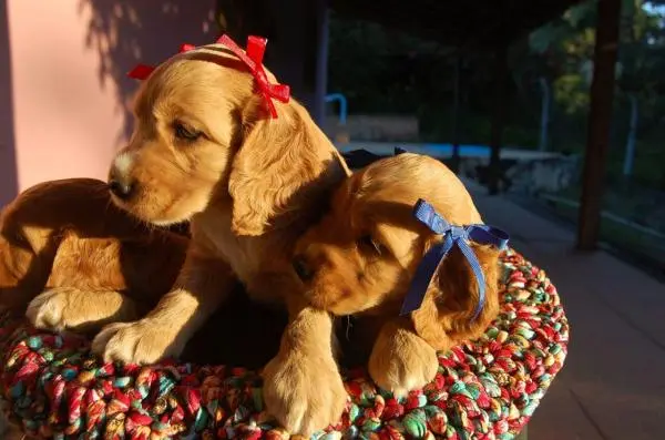 COCKER SPANIEL INGLÊSLINDOS FILHOTES