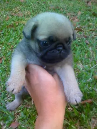 PUG LINDOS FILHOTES