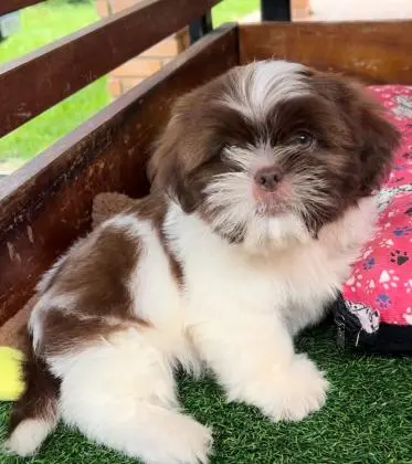 SHIHTZU LINDOS FILHOTES