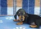 DACHSHUND ANÃO CURTO PELO CURTO PRETO E CANELA ARLEQUIM LINDOS FILHOTES