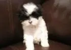 LHASA APSOLINDOS FILHOTES