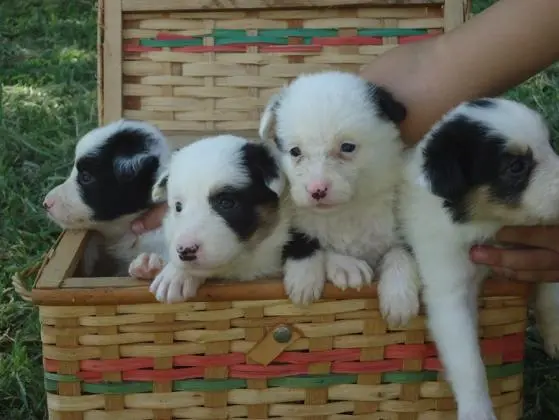 BORDER COLLIE LINDOS FILHOTES