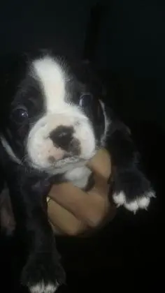 BOSTON TERRIER LINDOS FILHOTES