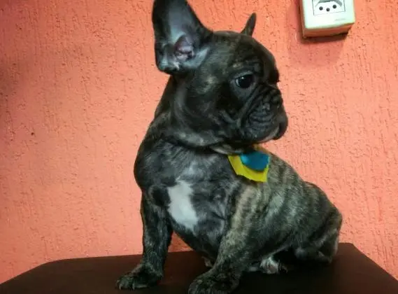 BULLDOG FRANCÊS LINDOS FILHOTES