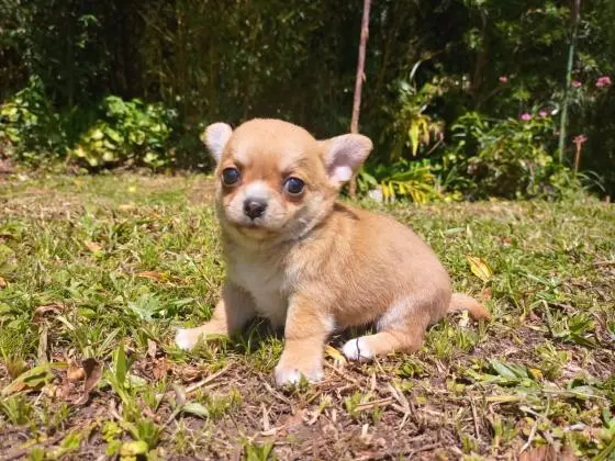 CHIHUAHUA LINDOS FILHOTES