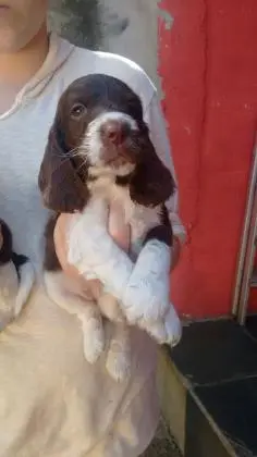 COCKER SPANIEL INGLÊSLINDOS FILHOTES
