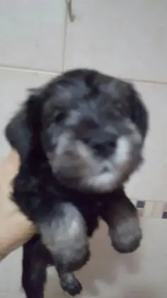 SCHNAUZER MINIATURA SAL E PIMENTA LINDOS FILHOTES