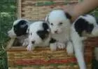BORDER COLLIE LINDOS FILHOTES