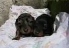 DACHSHUND ANÃO CURTO PELO CURTO PRETO E CANELA ARLEQUIM LINDOS FILHOTES