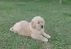 GOLDEN RETRIEVER LINDOS FILHOTES