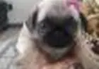 PUG LINDOS FILHOTES