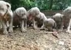 WEIMARANER LINDOS FILHOTES
