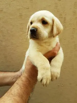 17  LABRADOR LINDOS FILHOTES