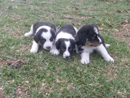 BORDER COLLIE LINDOS FILHOTES