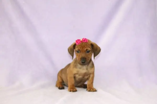 DACHSHUND ANÃO CURTO CHOCOLATE LINDOS FILHOTES