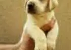 17  LABRADOR LINDOS FILHOTES
