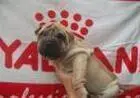 SHARPEI LINDOS FILHOTES
