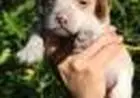 BEAGLE LINDOS FILHOTES