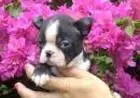 BOSTON TERRIER LINDOS FILHOTES