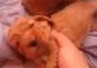 COCKER SPANIEL INGLÊSLINDOS FILHOTES