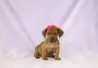 DACHSHUND ANÃO CURTO CHOCOLATE LINDOS FILHOTES