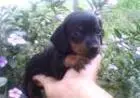 DACHSHUND ANÃO CURTO PELO CURTO PRETO E CANELA LINDOS FILHOTES