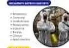 Dedetização, controle de pragas, ratos, baratas , aranhas , escorpião,  limpeza em caixas de águ