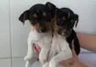 FOX PAULISTINHA LINDOS FILHOTES