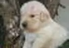 GOLDEN RETRIEVERLINDOS FILHOTES