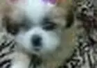 LHASA APSOLINDOS FILHOTES