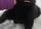 PASTOR BELGA GROENENDAEL LINDOS FILHOTES