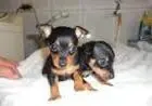Pinscher lindos filhotes