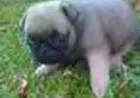 PUG LINDOS FILHOTES