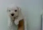 SCHNAUZER MINIATURA BRANCO LINDOS FILHOTES