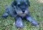 SCHNAUZER MINIATURA SAL E PIMENTA LINDOS FILHOTES