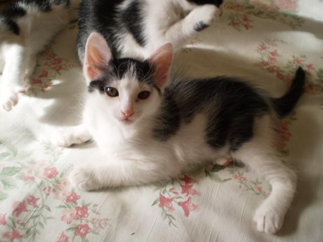 Filhote de gato