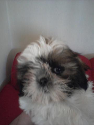 filhotes de shih tzu