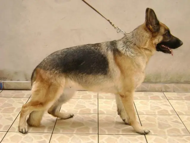 PASTOR ALEMÃO COM PEDIGREE