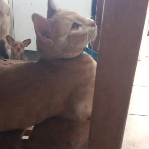 Banho e tosa .