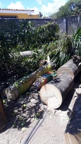 Limpamos pé de Dendê, pé de palmeira, e pé de coqueiros e outros
