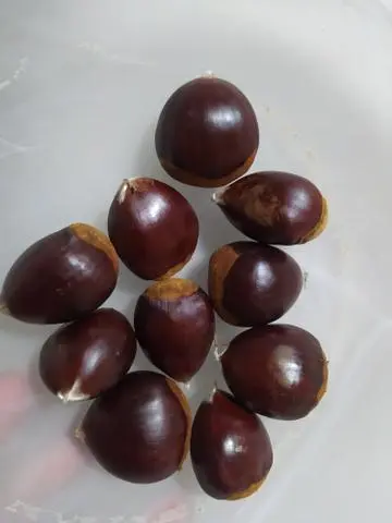 Castanha portuguesa