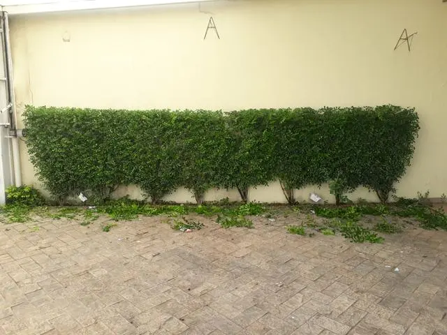 Dm jardinagem e paisagismo