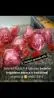 Trufas