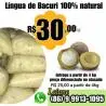 Polpas de Bacuri