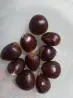 castanha portuguesa