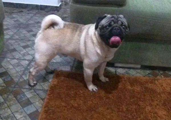 Vend Pug Macho de 2 anos otimo cruzador